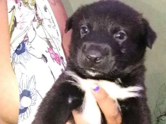 Cachorro ra a Husk siberiano mix idade Abaixo de 2 meses nome Filhotes mestiços 