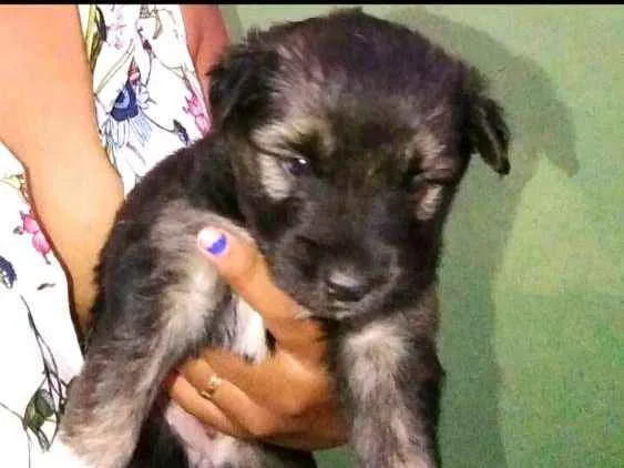 Cachorro ra a Husk siberiano mix idade Abaixo de 2 meses nome Filhotes mestiços 