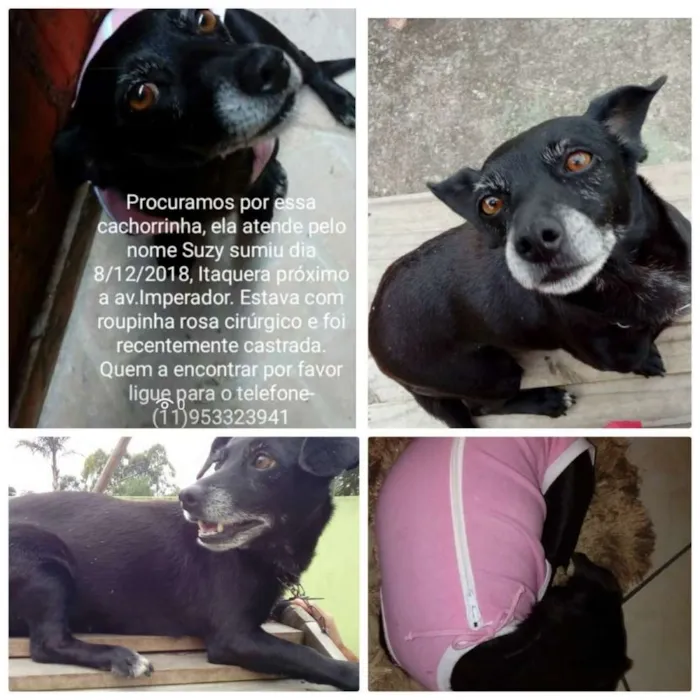 Cachorro ra a Sem raça definida idade 4 anos nome Suzy