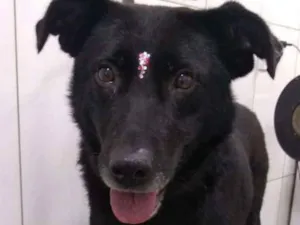 Cachorro raça Srd idade 4 anos nome Meg