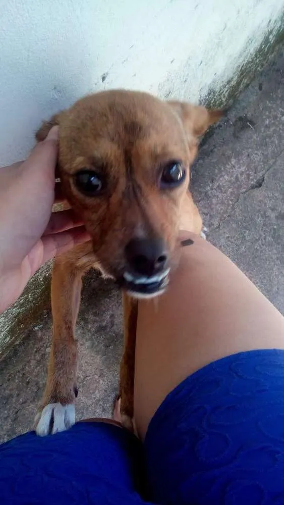 Cachorro ra a Vira lata idade 1 ano nome Kiara