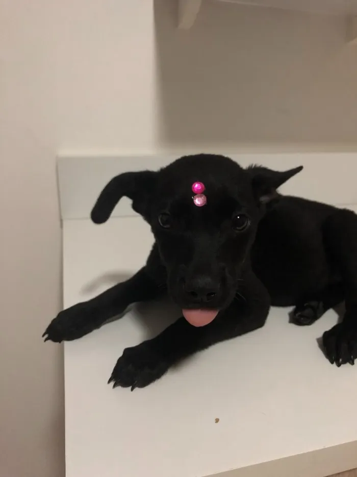 Cachorro ra a Vira-lata idade 2 a 6 meses nome Cici