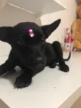 Cici