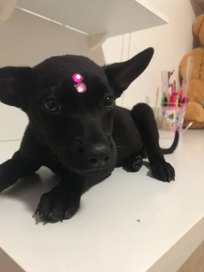 Cachorro ra a Vira-lata idade 2 a 6 meses nome Cici