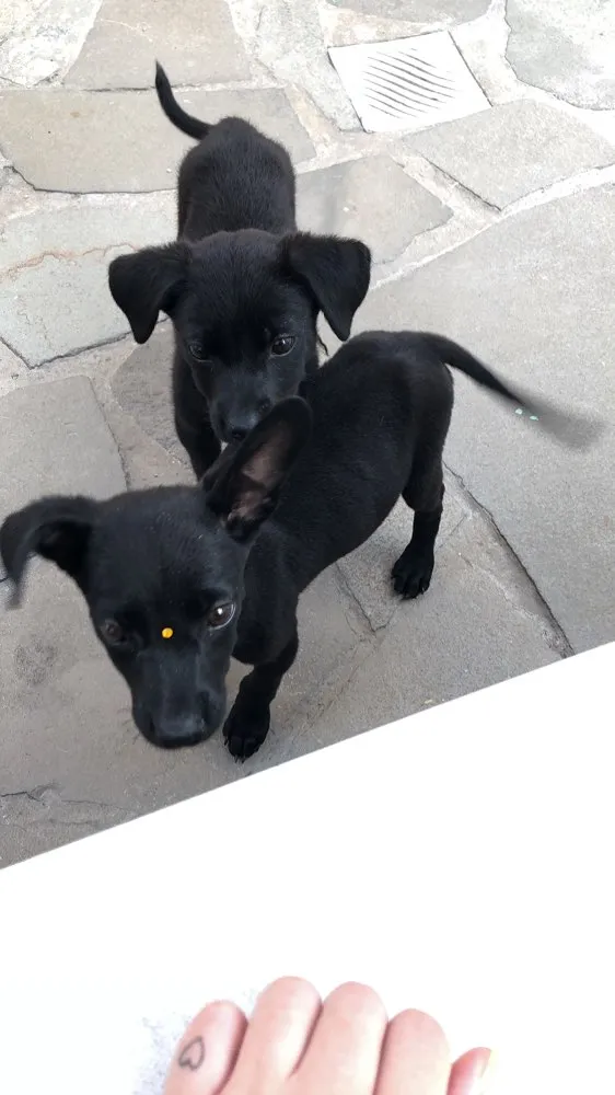 Cachorro ra a Vira-lata idade 2 a 6 meses nome Cici