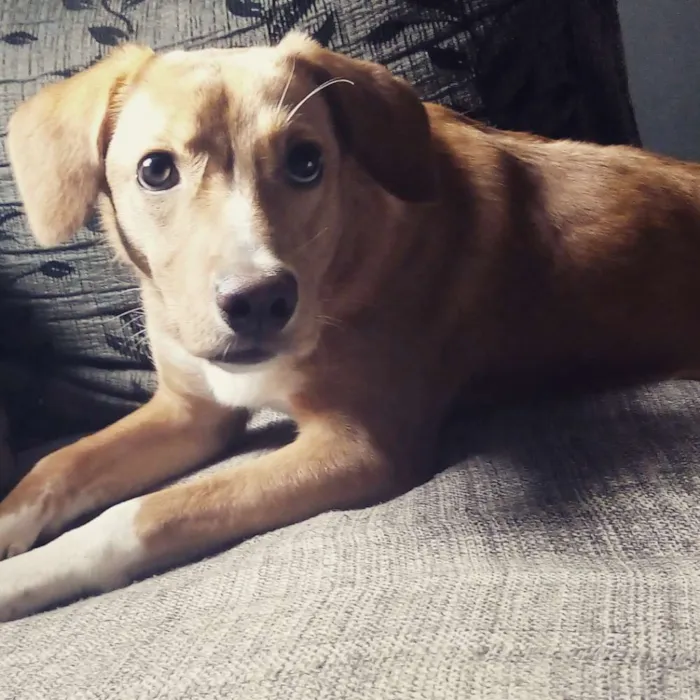 Cachorro ra a SRD idade 7 a 11 meses nome Lolla