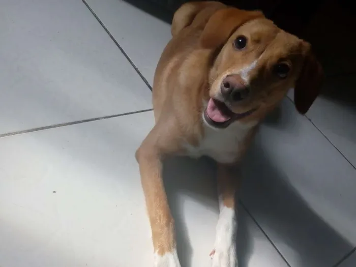 Cachorro ra a SRD idade 7 a 11 meses nome Lolla