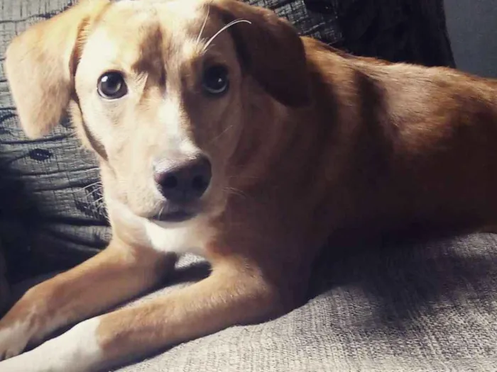 Cachorro ra a SRD idade 7 a 11 meses nome Lolla