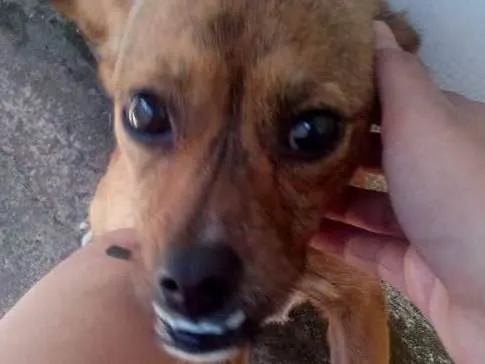 Cachorro ra a Vira lata idade 1 ano nome Kiara