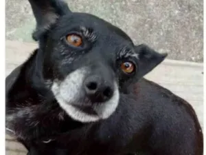 Cachorro raça Sem raça definida idade 4 anos nome Suzy