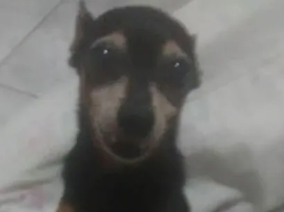 Cachorro raça Pinscher idade 6 ou mais anos nome Tailungue