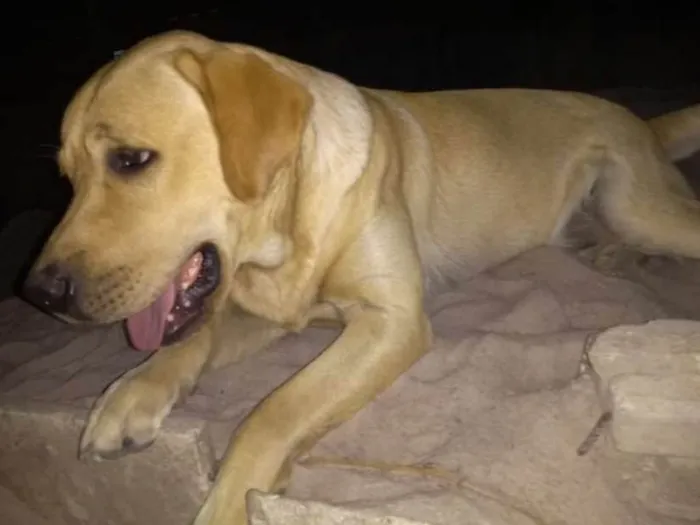 Cachorro ra a Labrador idade 1 ano nome Hulk