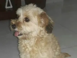 Cachorro raça Vira lata de yorkshire idade 4 anos nome Luna