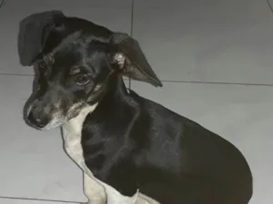 Cachorro raça Vira lata idade 1 ano nome Pretinha