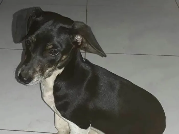 Cachorro ra a Vira lata idade 1 ano nome Pretinha