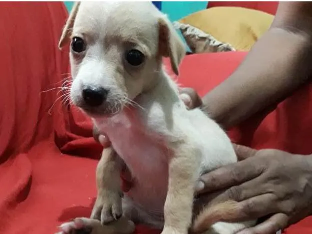 Cachorro ra a Vira lata idade Abaixo de 2 meses nome Vira lata 