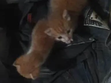 Gato raça  idade Abaixo de 2 meses nome Três gatinhos