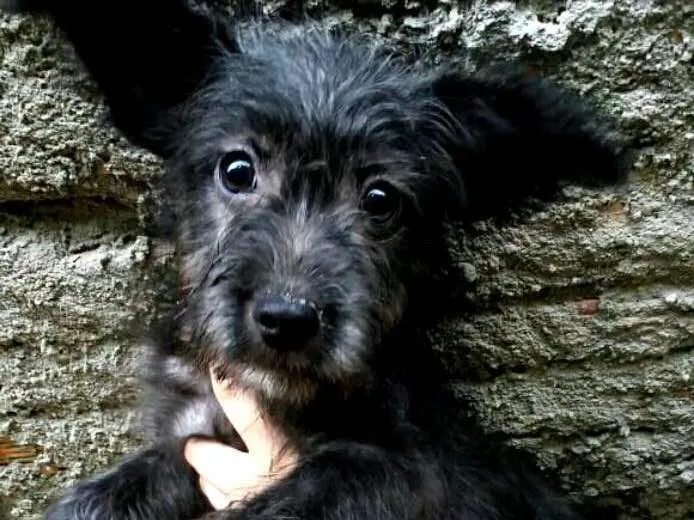 Cachorro ra a  idade 7 a 11 meses nome Lucky ( monica )