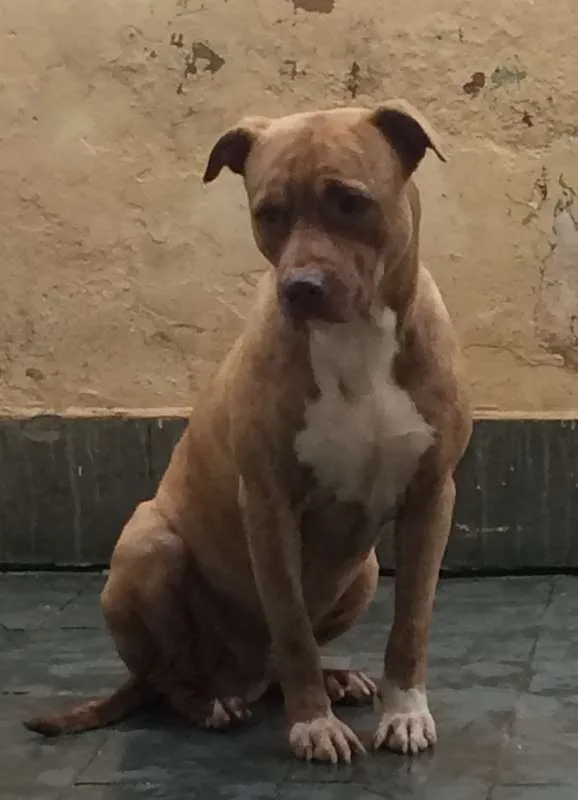 Cachorro raça vira lata idade 4 anos nome kenay