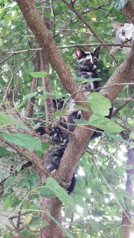 Gato ra a vira-lata idade 2 a 6 meses nome Gigi, Lili, e Fifi