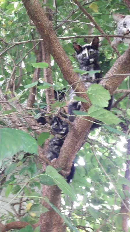 Gato ra a vira-lata idade 2 a 6 meses nome Gigi, Lili, e Fifi