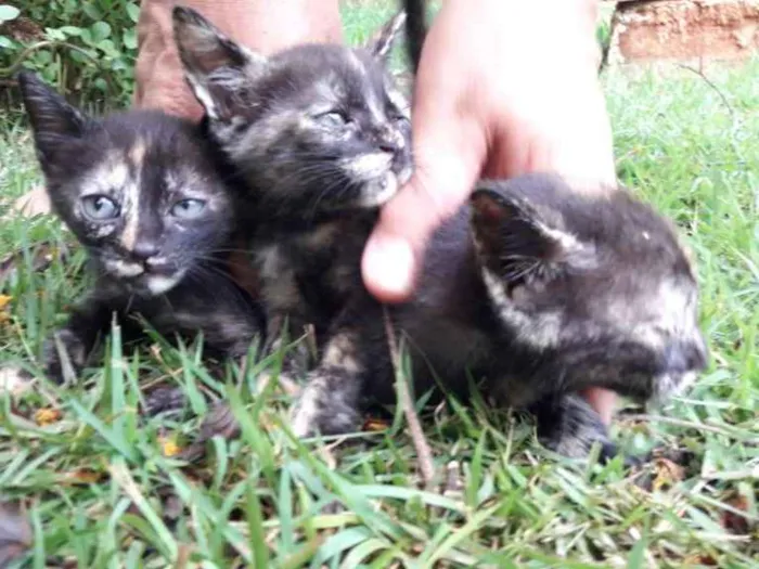 Gato ra a vira-lata idade 2 a 6 meses nome Gigi, Lili, e Fifi
