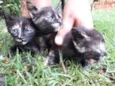 Gigi, Lili, e Fifi