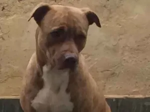 Cachorro raça vira lata idade 4 anos nome kenay