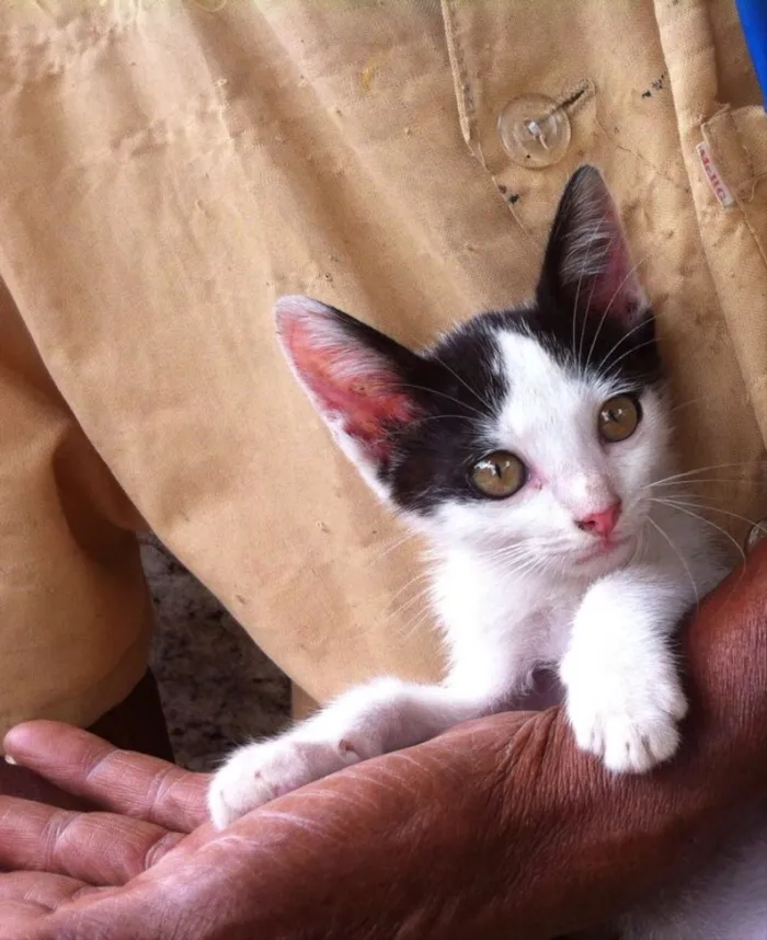 Gato ra a Srd idade 2 a 6 meses nome Pedro