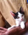 Pedro