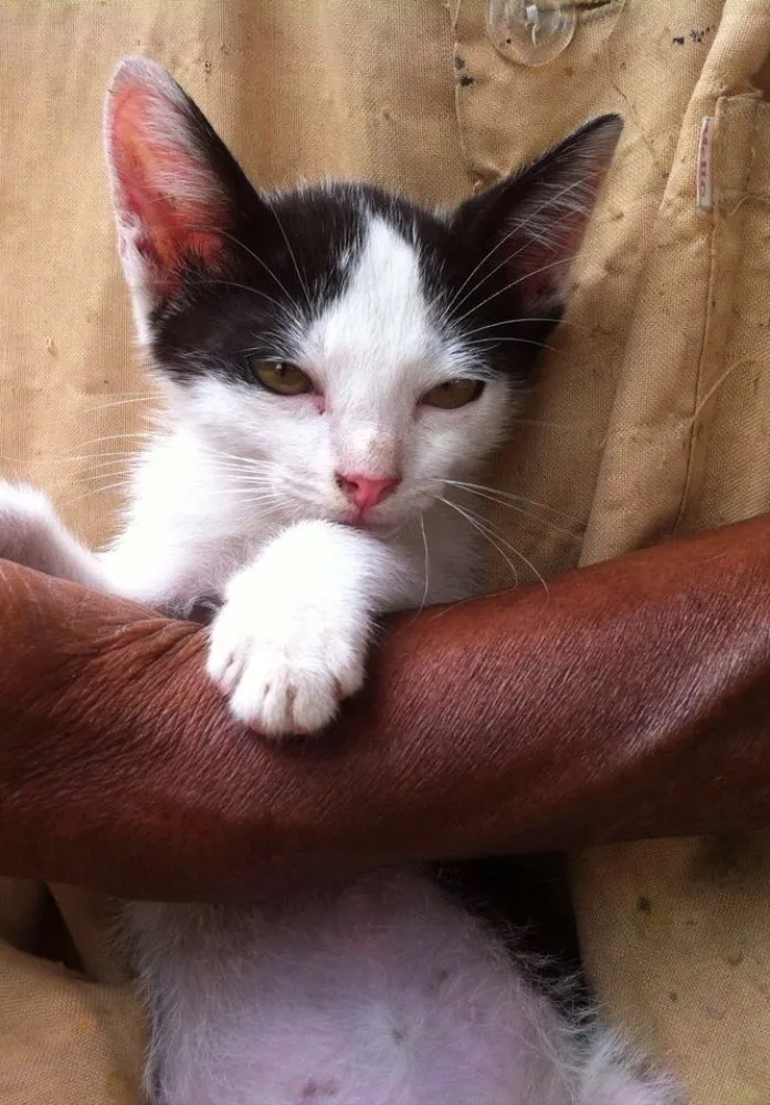 Gato ra a Srd idade 2 a 6 meses nome Pedro