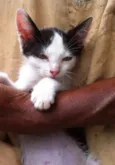 Pedro