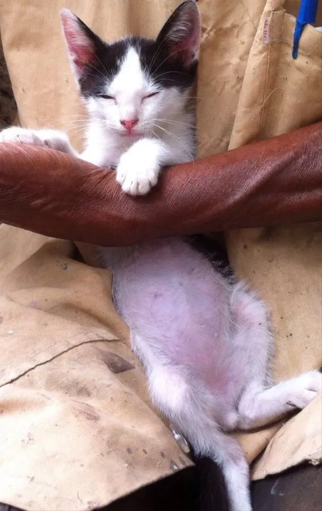 Gato ra a Srd idade 2 a 6 meses nome Pedro