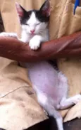 Pedro
