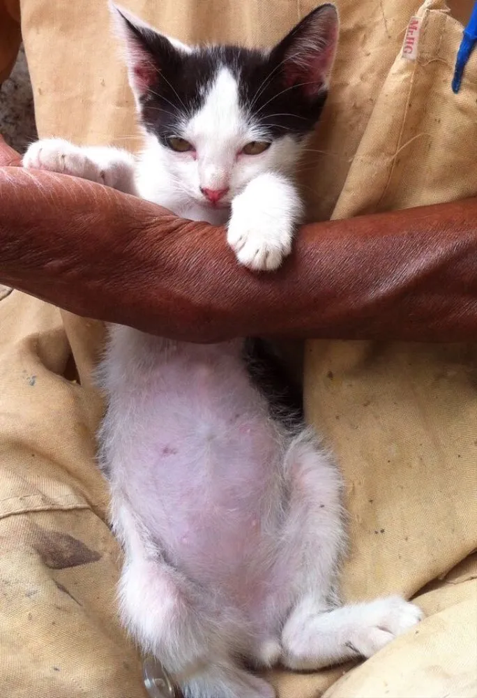 Gato ra a Srd idade 2 a 6 meses nome Pedro