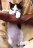 Pedro