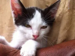 Gato raça Srd idade 2 a 6 meses nome Pedro