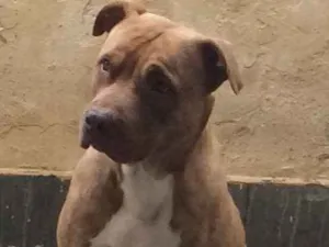 Cachorro raça FOX PAULISTINHA  idade 5 anos nome MARLEY