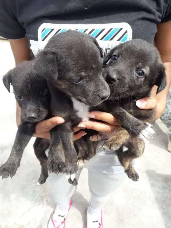 Cachorro ra a vira lata idade 2 a 6 meses nome nenhuma