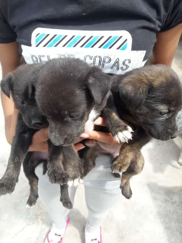 Cachorro ra a vira lata idade 2 a 6 meses nome nenhuma