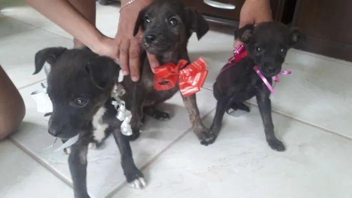 Cachorro ra a vira lata idade 2 a 6 meses nome nenhuma