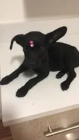 Cici