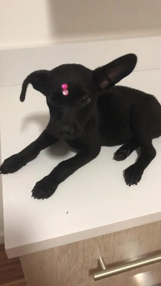 Cachorro ra a Vira-lata idade 2 a 6 meses nome Cici