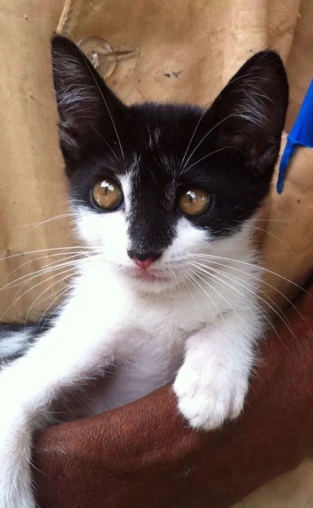 Gato ra a Srd idade 2 a 6 meses nome Thais