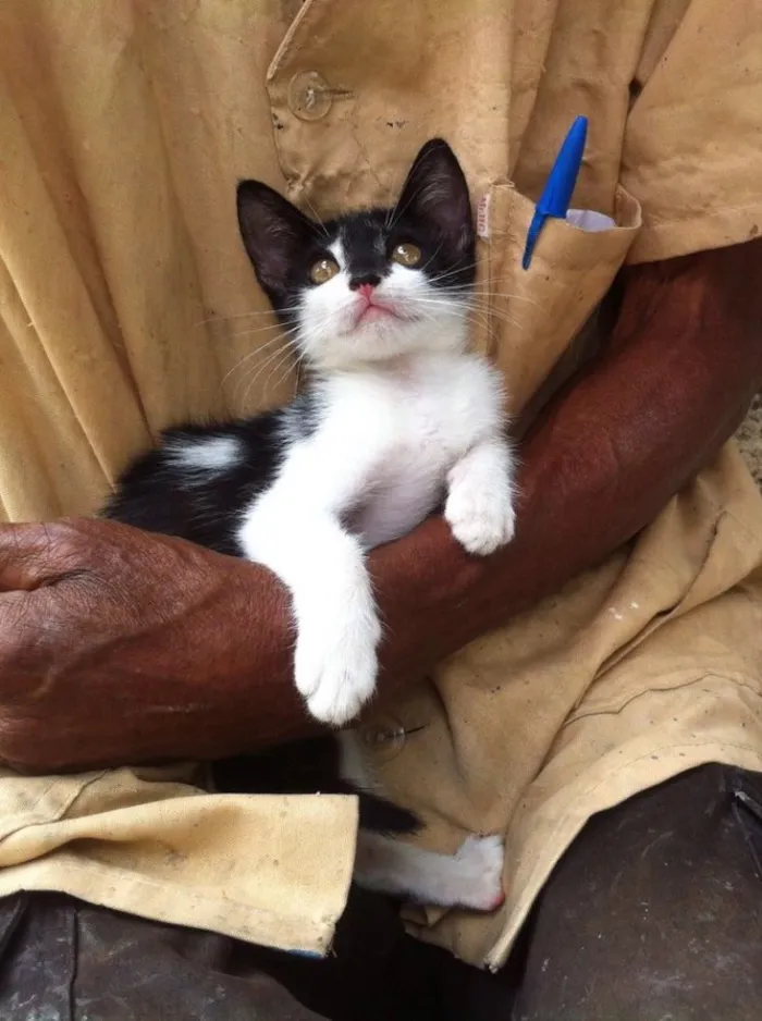 Gato ra a Srd idade 2 a 6 meses nome Thais