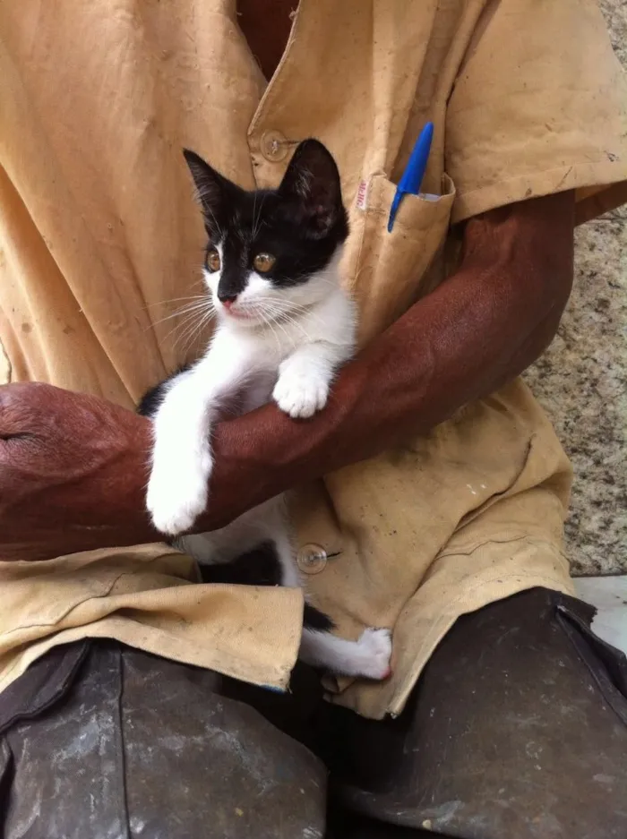Gato ra a Srd idade 2 a 6 meses nome Thais