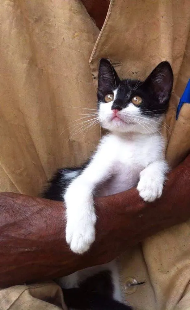 Gato ra a Srd idade 2 a 6 meses nome Thais