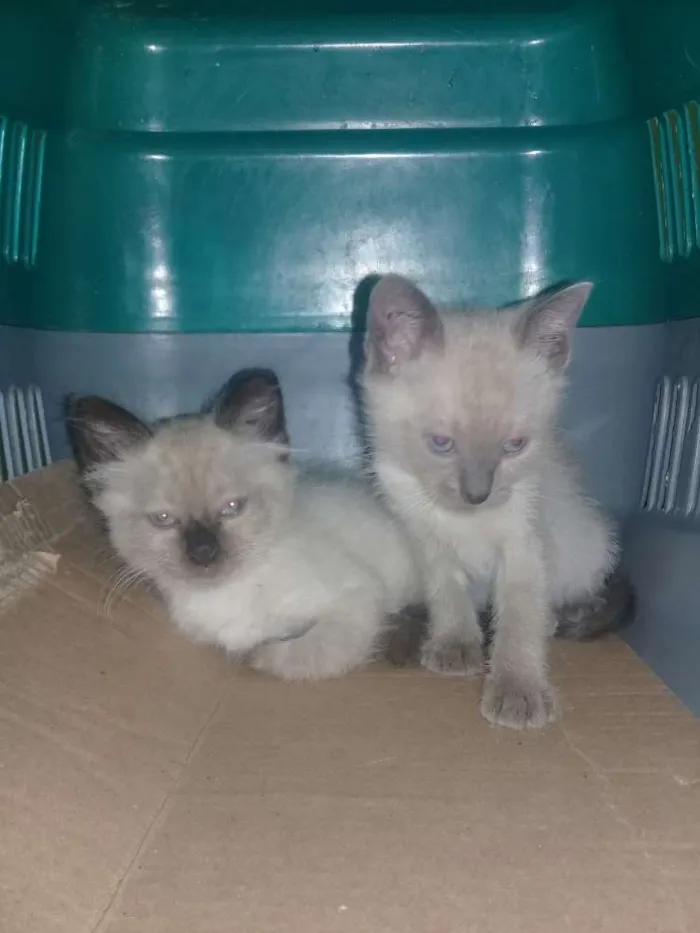 Gato ra a SRD idade Abaixo de 2 meses nome Nao tem