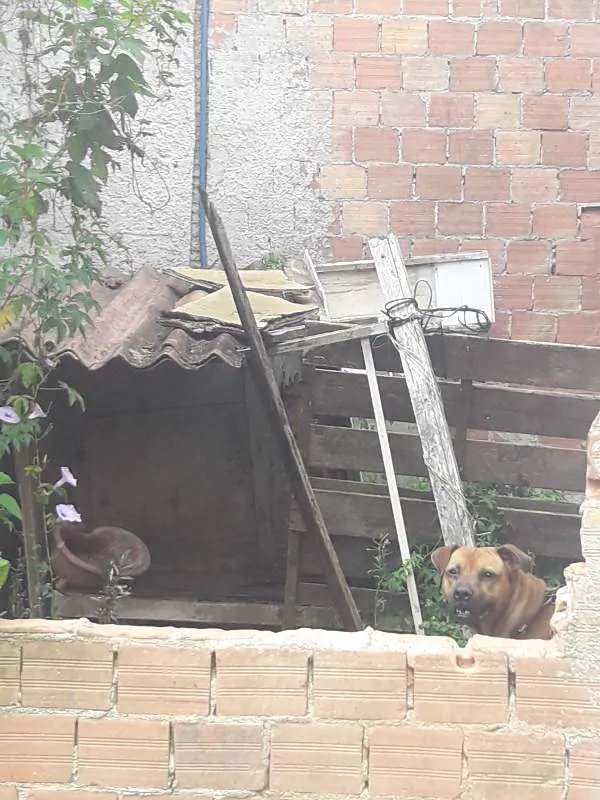 Cachorro ra a boerboel mestiço idade 3 anos nome Thor