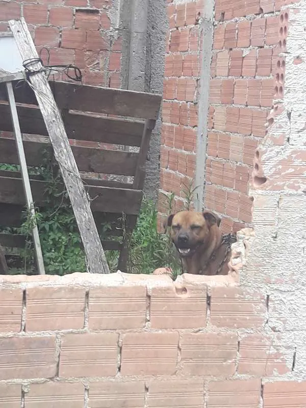 Cachorro ra a boerboel mestiço idade 3 anos nome Thor